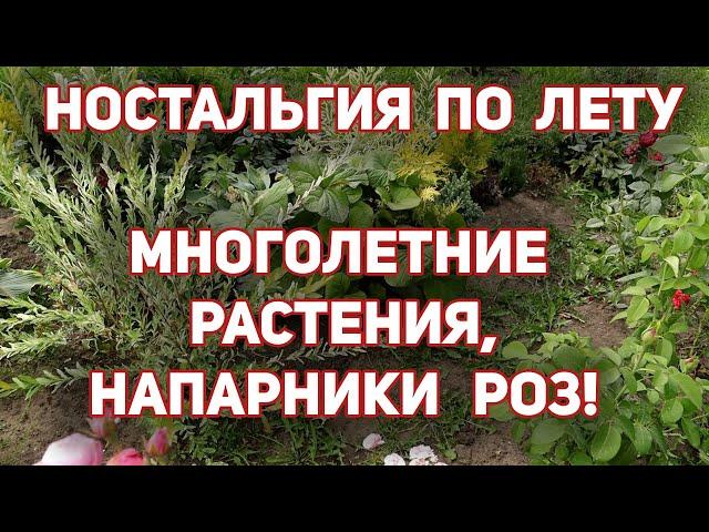 Клумба 1. МНОГОЛЕТНИКИ, от которых все в ВОСТОРГЕ!