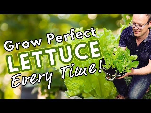 How To Grow Perfect Lettuce Every Time! 