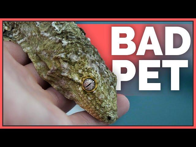 Why Leachianus Geckos are Bad Pets - Overrated Reptiles