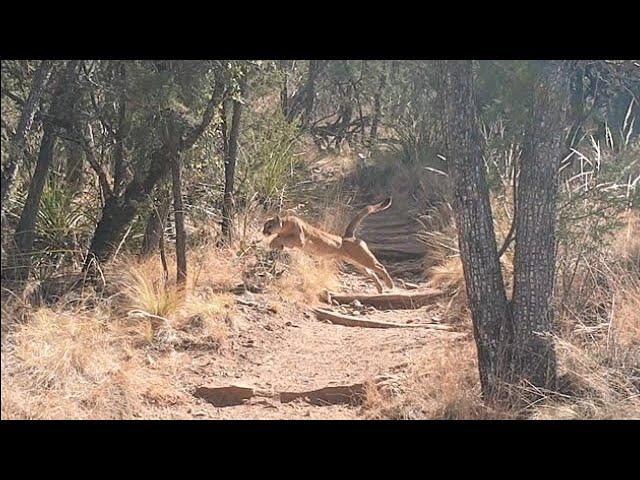 Mountain Lion Hunts Deer