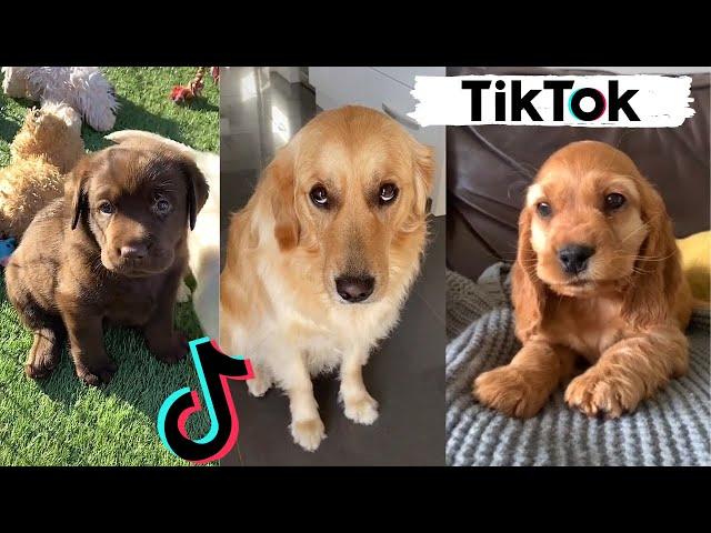 TIK TOKS THAT MAKE YOU GO AAWWW  ~ Funny Dogs of TikTok Compilation ~ Cutest Puppies