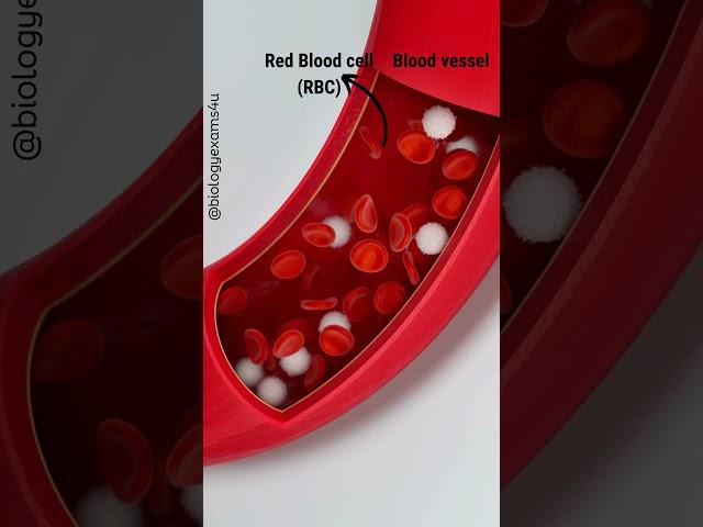 RBC and WBC in blood Animation