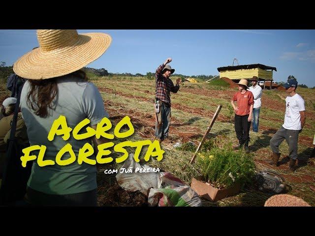 Curso: Agrofloresta com Juã Pereira