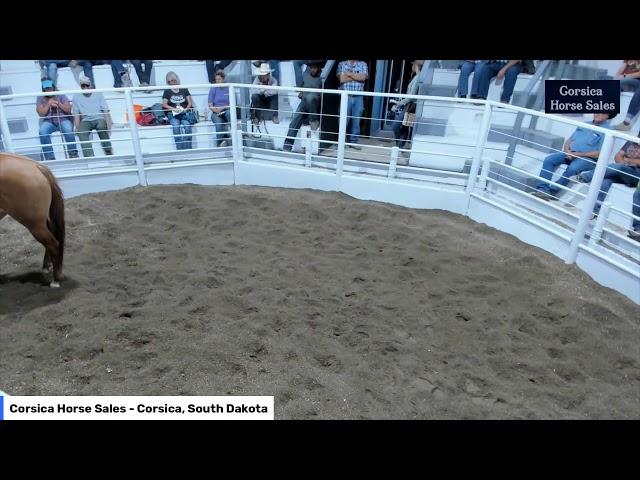 Corsica Horse Sales - Corsica, South Dakota