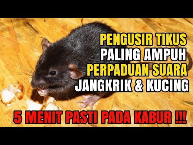 PENGUSIR TIKUS PALING AMPUH, KOLABORASI JANGKRIK DAN KUCING