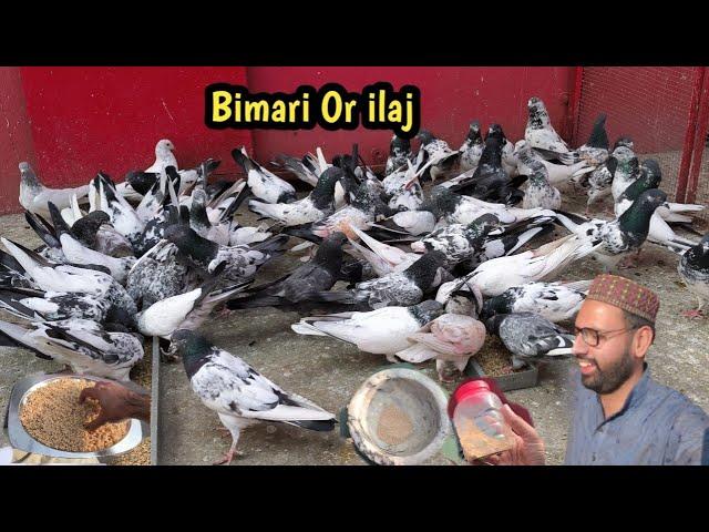 Bimari Ki Waja Or ilaj | Sardi Lagay Kabootar Ka Ilaj | Hashim Mahmood Pigeons