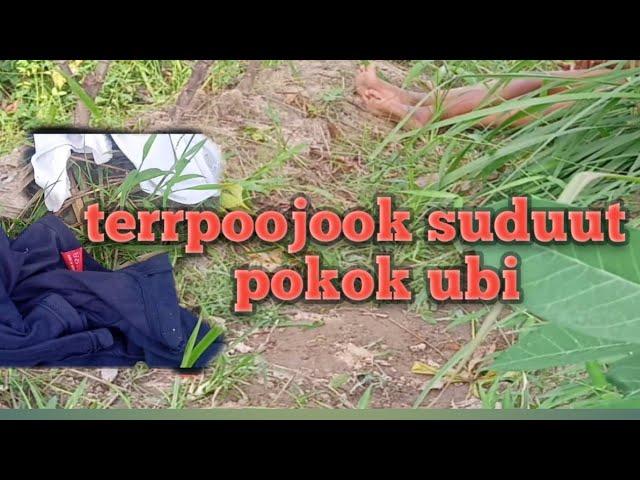 BOCIL BERKEMBANG BIAK DI SUDUT POHON UBI