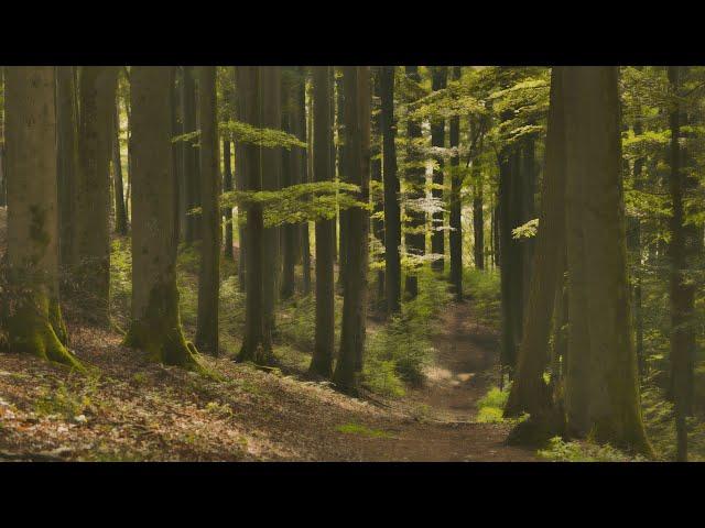  4K - Relaxing Nature Sounds For Stress Relief, Forest Sounds, Bird Song