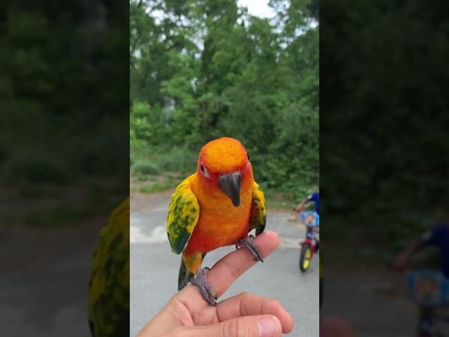 Sun Conure Zazu talking saying hello parrot