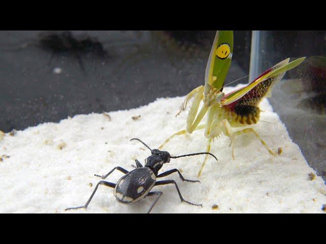 Kung Fu Mantis VS Warrior Beetle