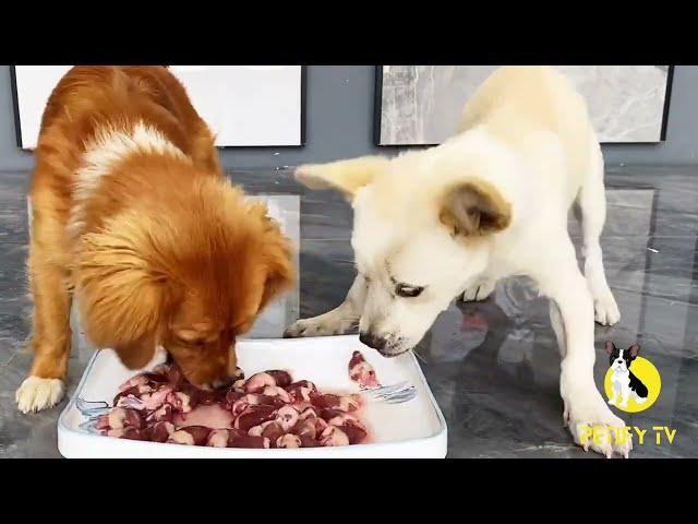 Puppies Food Review  Petify TV Dog Series 61 Puppies Food Review Channel Videos #puppy #Dog