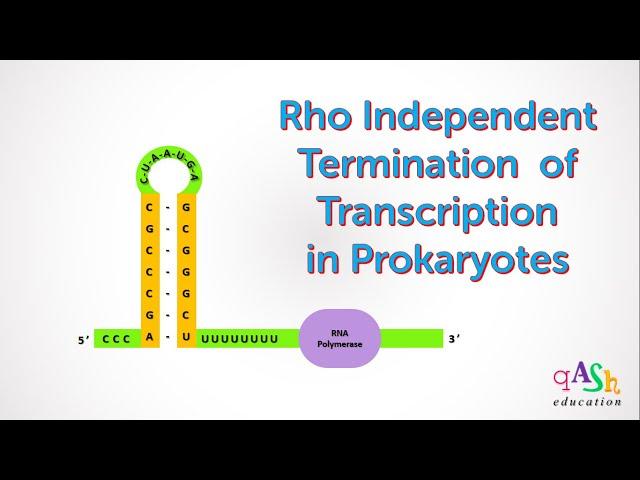 Rho Independent Termination || Transcription in Prokaryotes || Molecular Biology || Biotechnology ||