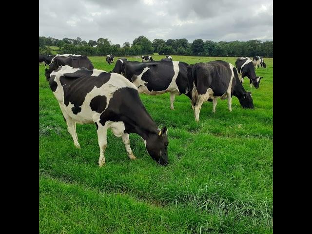 A deep dive into pasture quality with Dr. Mike Dineen