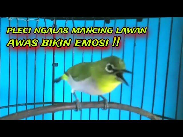 Pleci Gacor Ngalas Sambung Ngecir Memancing Emosi