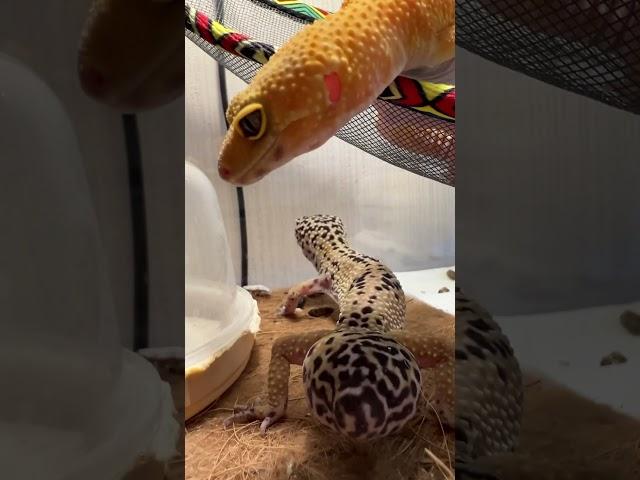 Жопонька жрЁц #москва #shortvideo #reptiles #zoolife #экзотика #эублефар #ужин #ящерица