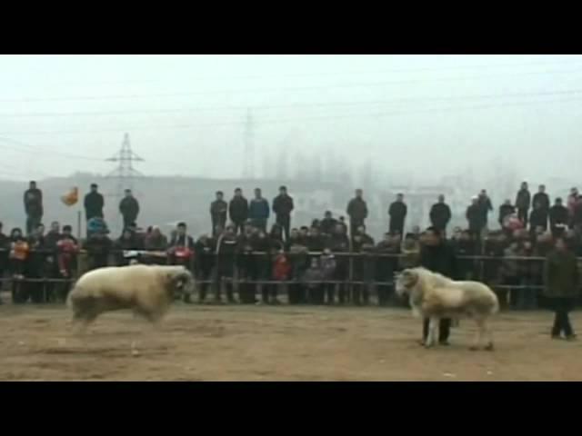 Goat fighting competition in China