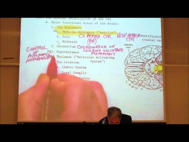 Nervous System Review by professor fink