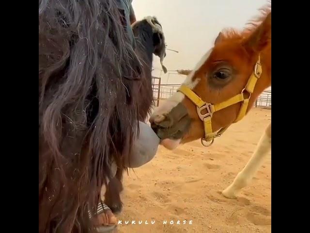 Baby horse milk from goats|شیر خوردن بچه اسب از بز#animals #horse #baby #goat #milk #حصان #بچه