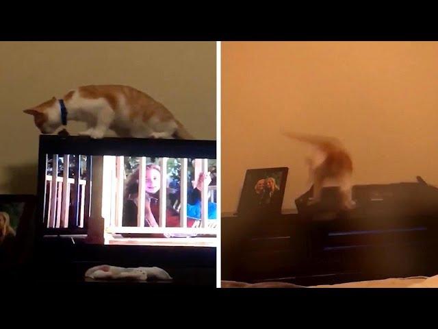 Hilarious Moment Cat Falls Off And Breaks TV