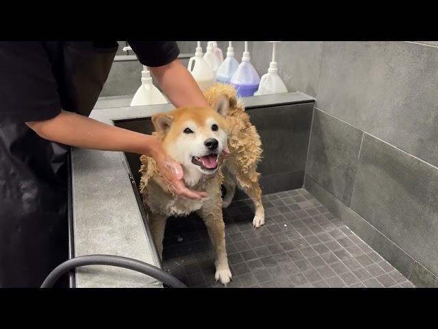 Shiba Forced to Take First Bath in a YEAR