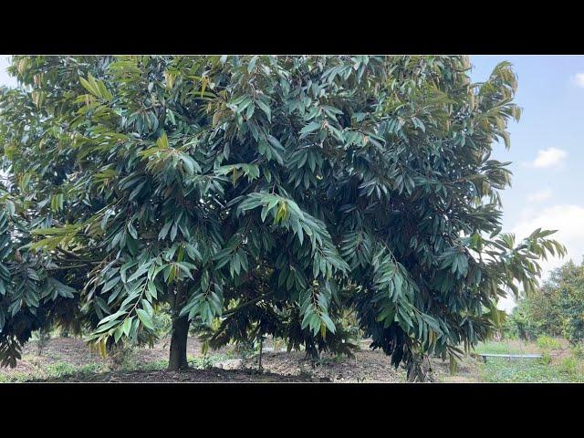 Nói về Sầu Riêng MuSang King