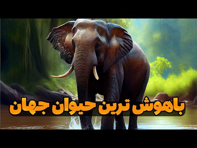 فیل ، سنگین ترین حیوان روی زمین - مدرسه خانگی