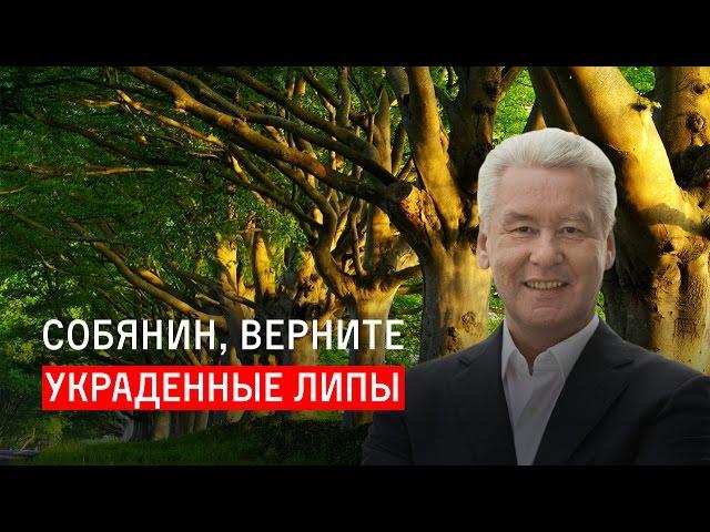 Собянин, верните украденные липы