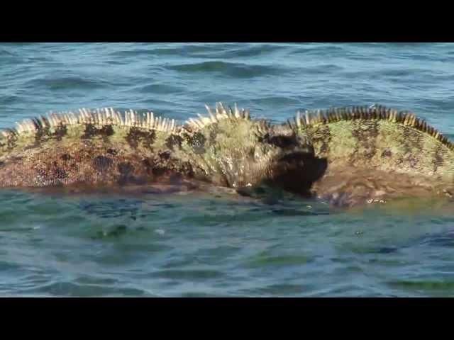 Galápagos Marine Iguanas Fight