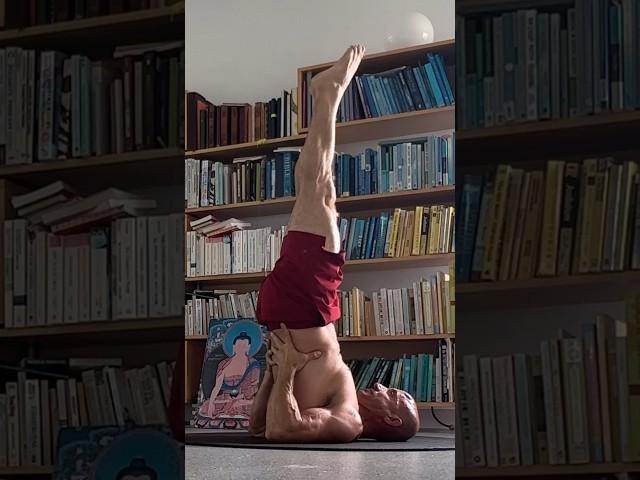 Wisdom of shoulderstand / Sarvangasana without blasting the neck. #shoulderstand #yoga