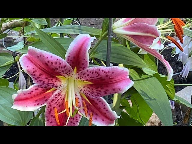 Oriental Lilies in the Garden Tour 2024 2nd week in July / How to Keeping the Garden Flourishing