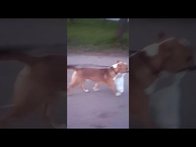Стафф несёт пакет| Dog carries a bag