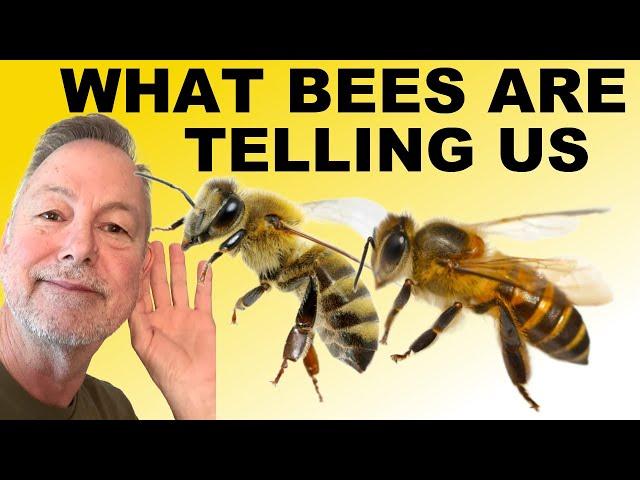 Beekeeping | 5 Things Our Bees Tell Us When We Inspect