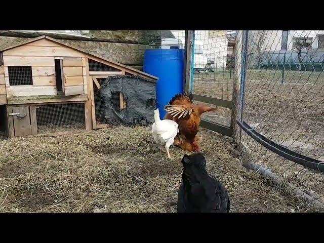 Курица топчет курицу // Hen acts as a rooster