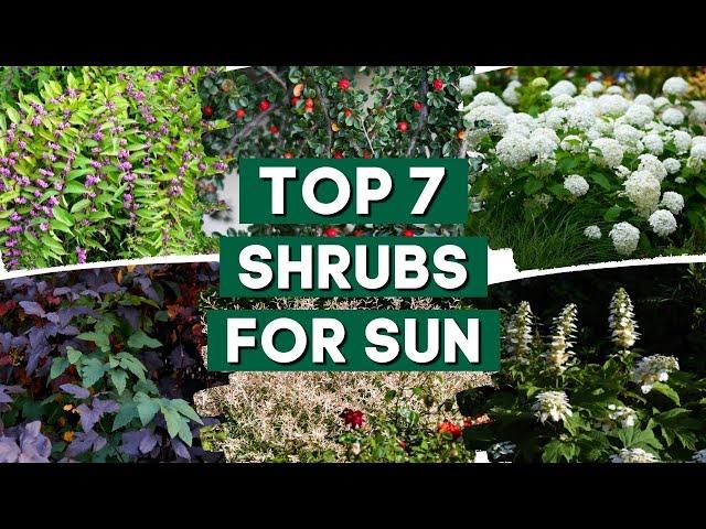 7 Best Shrubs for Full Sun ️ // Low Maintenance Shrubs // PlantDo Home & Garden 