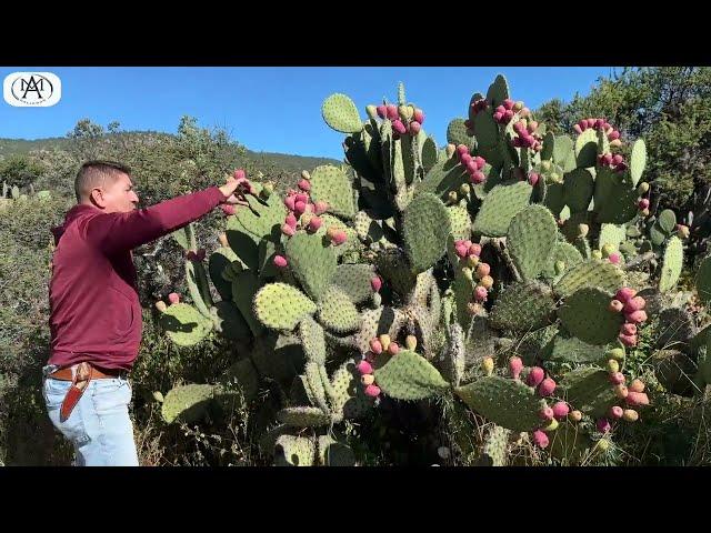 Recolectando DELICIOSAS TUNAS DE CAMPO