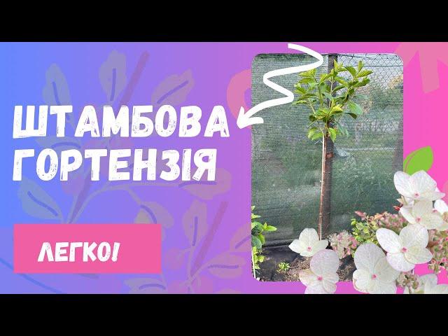 Штамбова гортензія. Формування та вирощування.