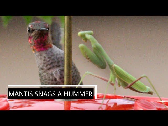 Mantis Snags A Hummer (Extended Cut)