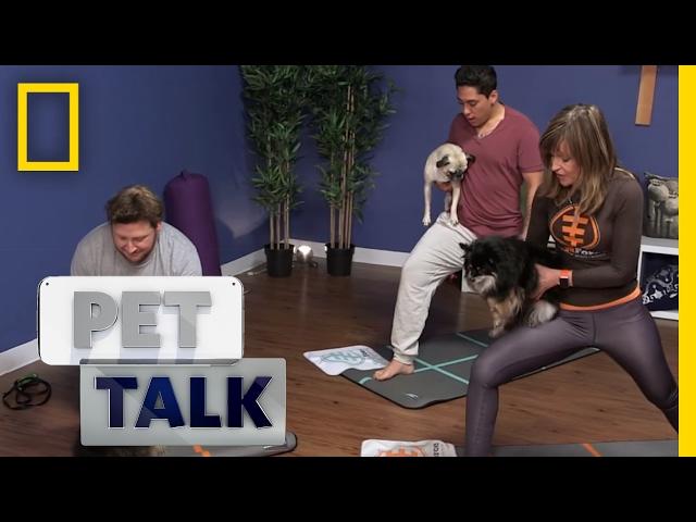 What is Dog Yoga? | Pet Talk