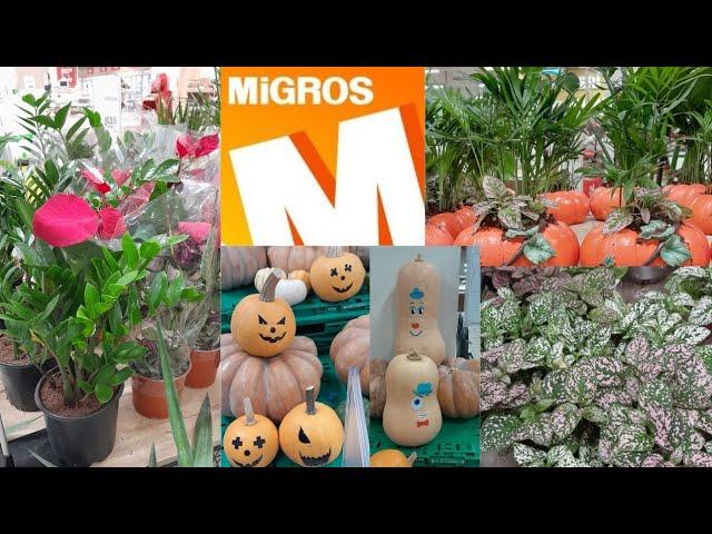 MİGROS MARKETLERE GELEN ÇİÇEK ŞENLİĞİ ŞİRİN KABAKLAR#garden #keşfet #migrosindirimkataloğu #migros