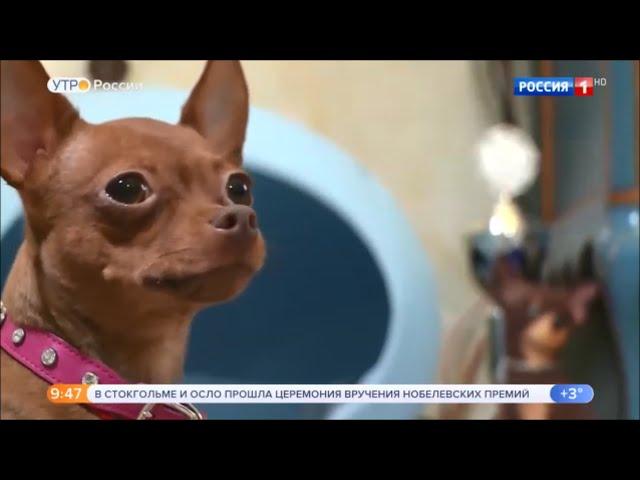 Все о той-терьерах: канал Россия 1 о Русском тое