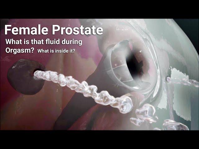 Female Anatomy - what is that fluid during o.r.g.a.s.m? What is inside it?Female prostate