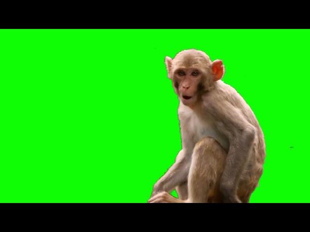 Monkey green screen video | Monkey (live action)1080p Green Screen #greenscreen #copyrightfreevideo