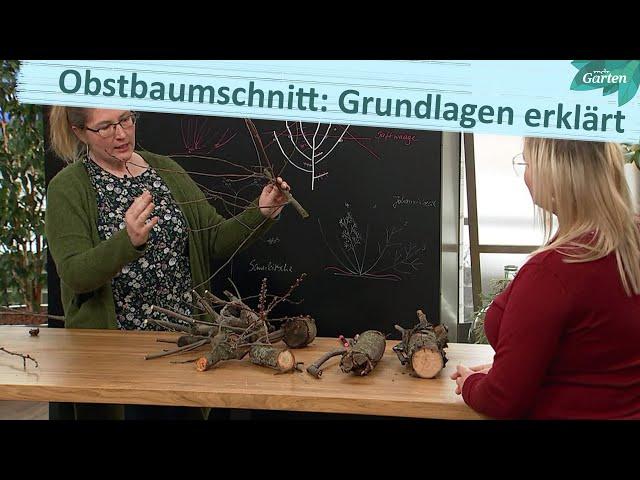 Alte Bäume richtig schneiden | MDR Garten