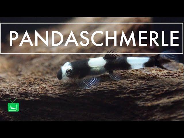 PANDASCHMERLE - Protomyzon pachychilus | Pandabachschmerle | GarnelenTv