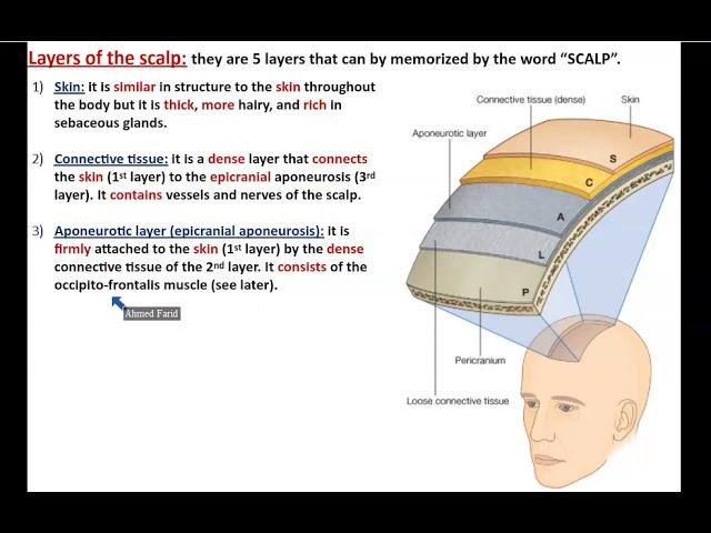 The Scalp (Detailed Anatomy) - Dr. Ahmed Farid