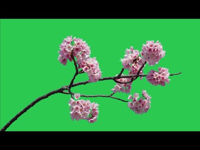 Tree green screen video, Green screen tree, tree green screen effect kinemaster, P-63