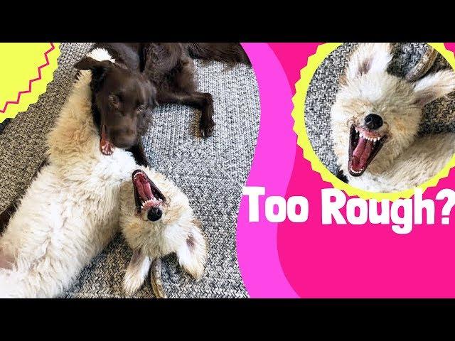 Do Your Dogs Play Too Rough??  How Dogs Should Play