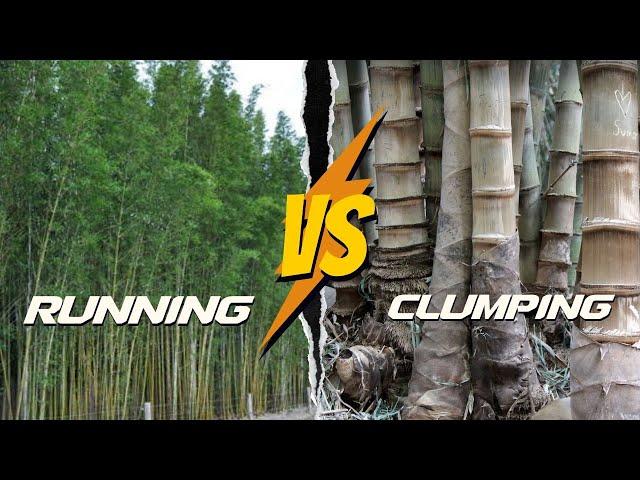 Is It Invasive or Not?  Running vs. Clumping Bamboo