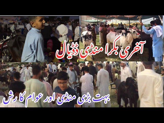 Bakra Mandi Dadyal Latest Update 2023 || Dadyal Azad Kashmir ||@Haseeb Raja Official