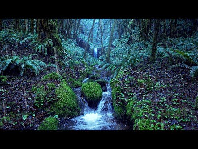 Relaxing Rain Noise + Forest Stream ️  Water Sounds for Sleeping